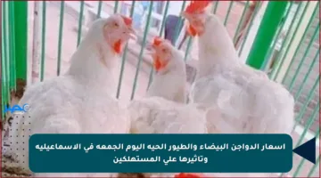 أسعار الدواجن البيضاء والطيور الحية اليوم الجمعة في الإسماعيلية وتأثيرها على المستهلكين